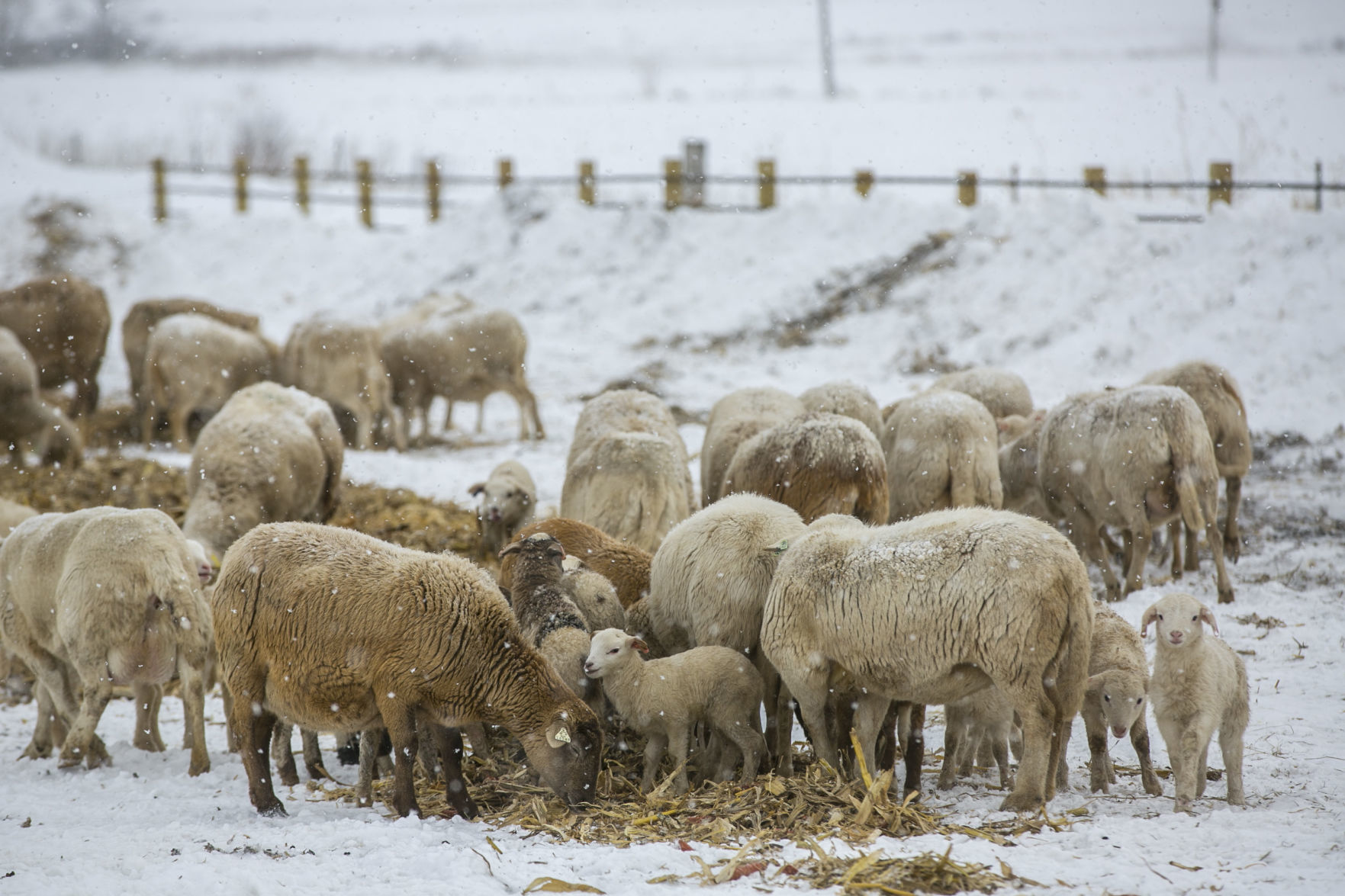 Sheep 8